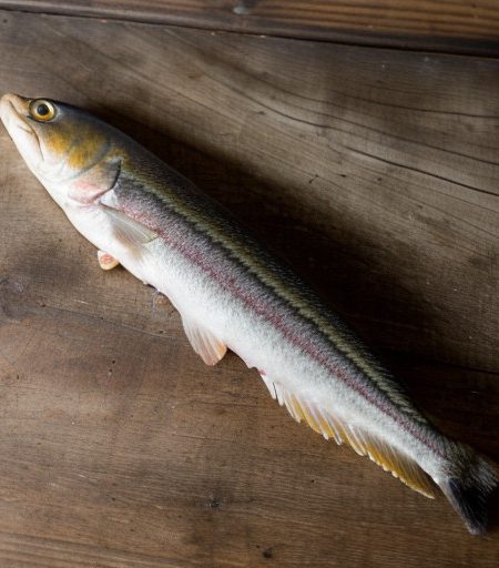 Mackerel With Rhubarb (Irish recipe image